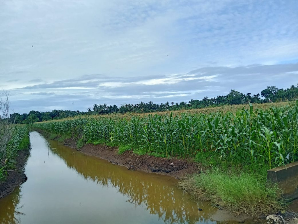 perkebunan jagung 